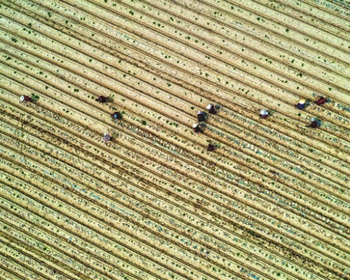 乡宁:特色农业助振兴